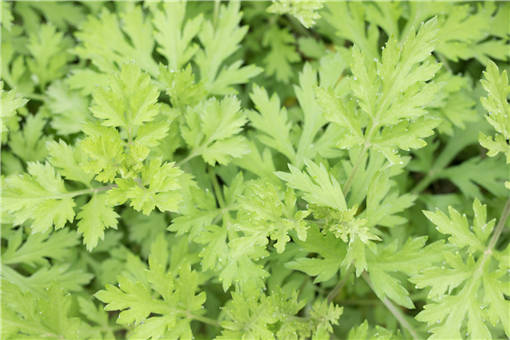 2023年有哪些中药材适合栽培？