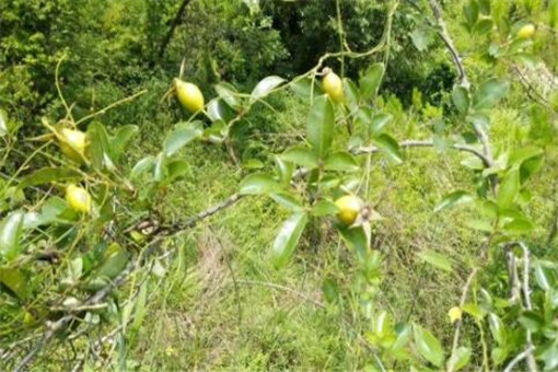 金樱子种植前景如何，2023年多少钱一斤？