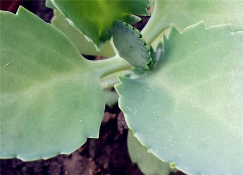 落地生根有哪些养殖方法？