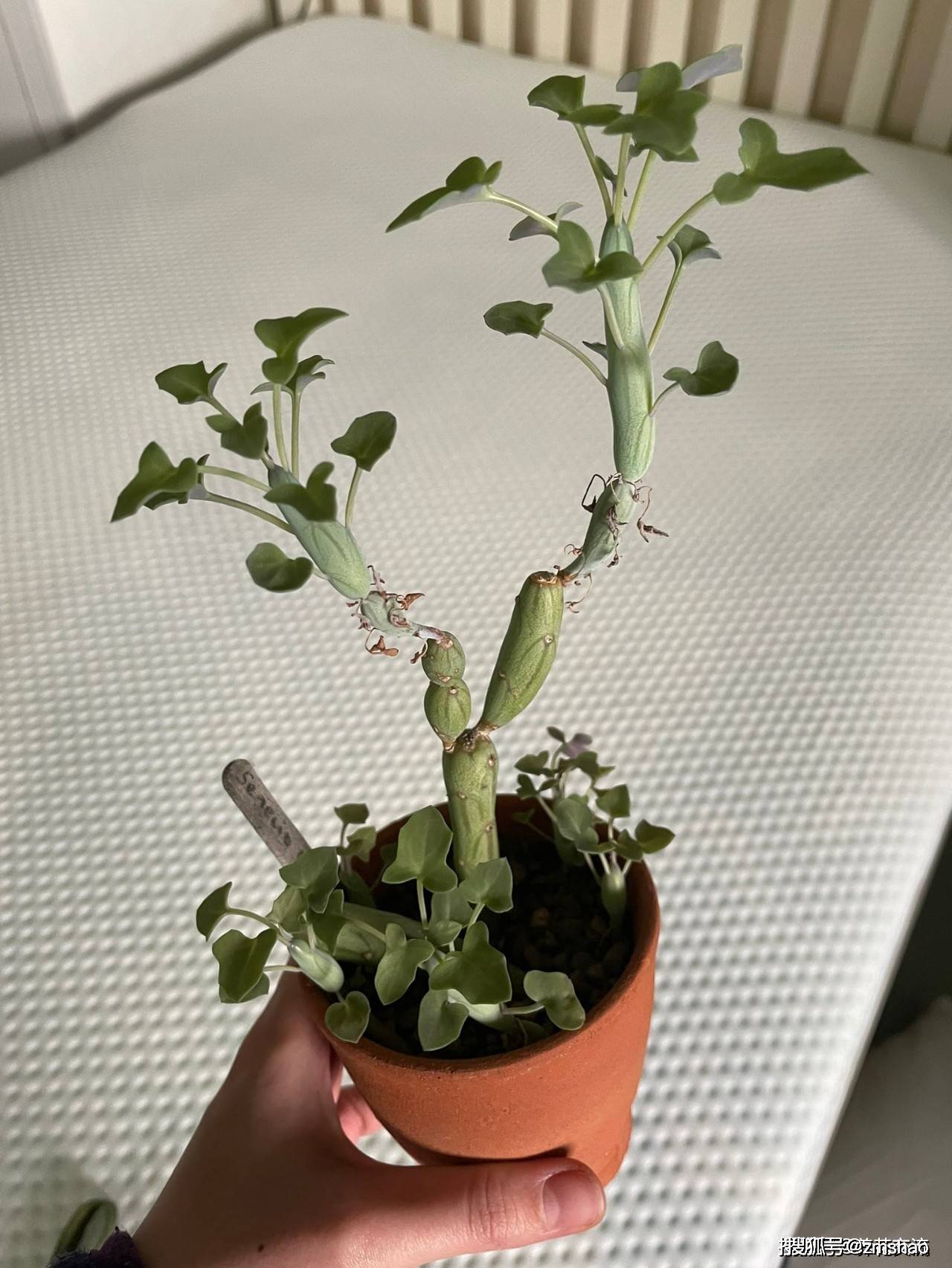 七宝树有哪些养殖方法和注意事项？