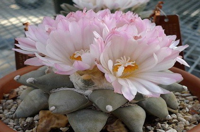 岩牡丹花语是什么？有哪些养殖方法？