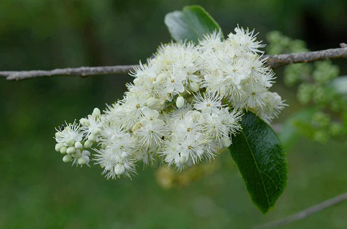 白檀仙人掌的生长习性是什么?有哪些养殖方法?