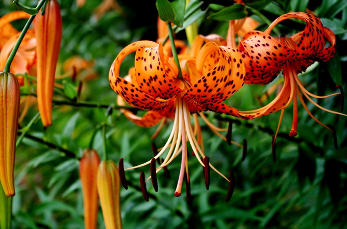 卷丹百合怎么养,什么季节开花?
