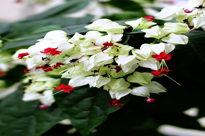 龙吐珠有毒吗?养殖方法有哪些?