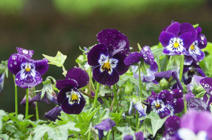 冬季养花卉有哪些要注意的？