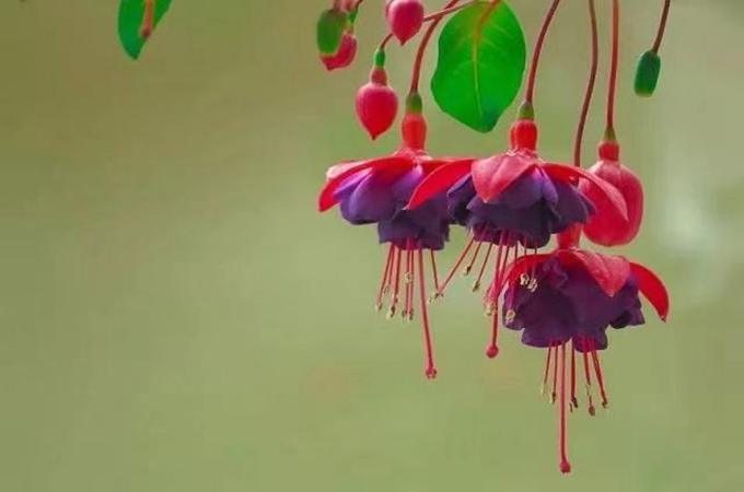 倒挂金钟夏季怎么养护，有哪些修剪方法？