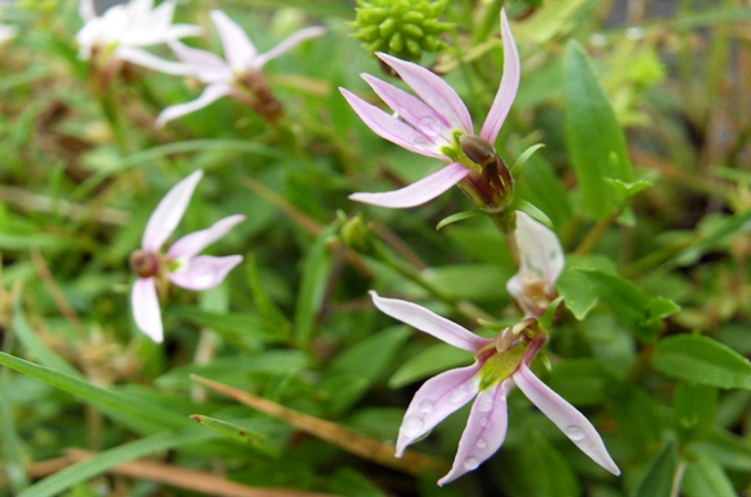 半边莲开花后怎么处理,养花技巧有哪些?
