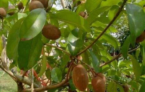 人心果多少钱一斤，有哪些做法？