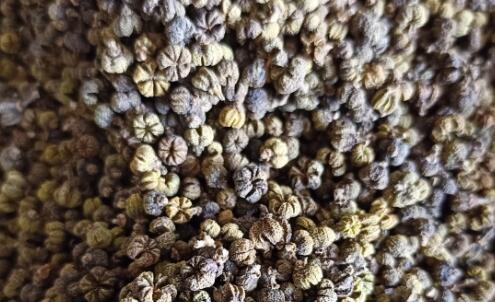 吴茱萸有哪些种植前景，价格多少钱一斤？