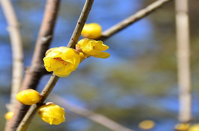 不同的腊梅品种有哪些不同?每天要浇水多少?