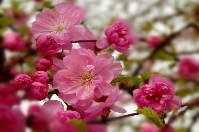 榆叶梅怎么繁殖,有哪些防虫方法?