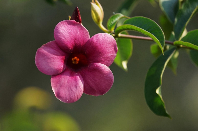 紫蝉花养殖方法有哪些?有哪些主要的药用价值?