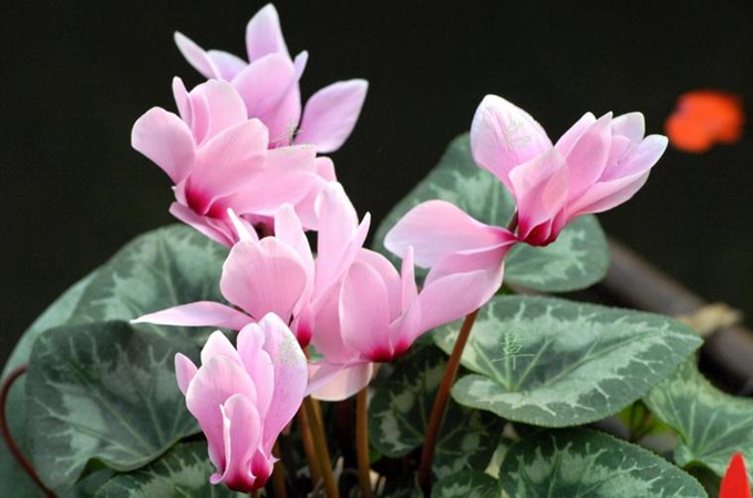 仙客来怎么种植,有哪些养殖方法?