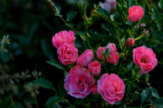 小月季花的养殖方法有哪些,药用价值是什么?