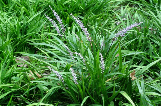 吉祥草怎么养，喝麦冬有哪些区别？