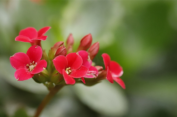 如意花的花语是什么,有哪些养殖方法?