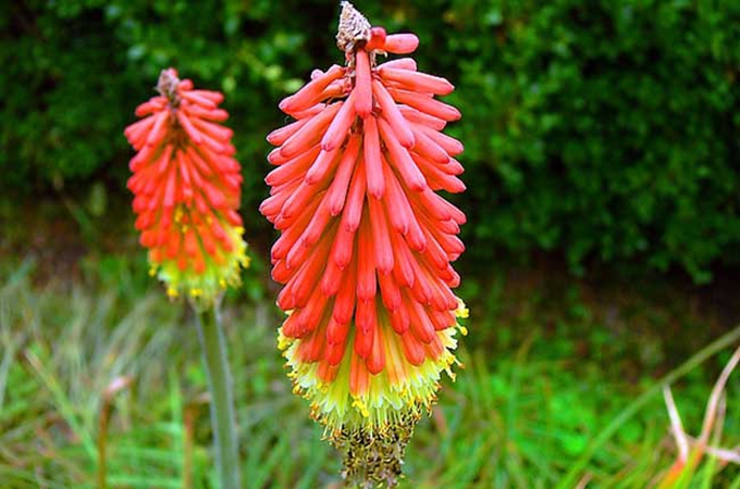 火炬花的养殖方法是什么?有哪些修剪方法?