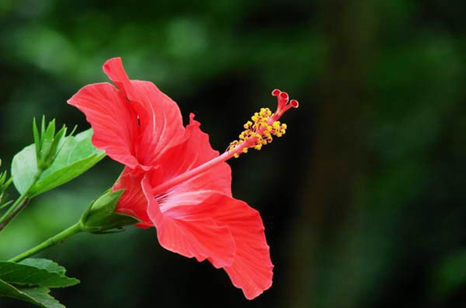 扶桑花的形态特征是什么,有哪些种植方法?