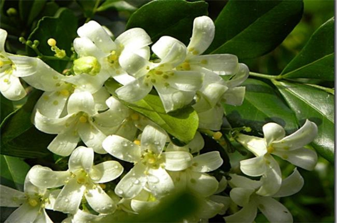 米兰花的主要价值是什么，有哪些价值？