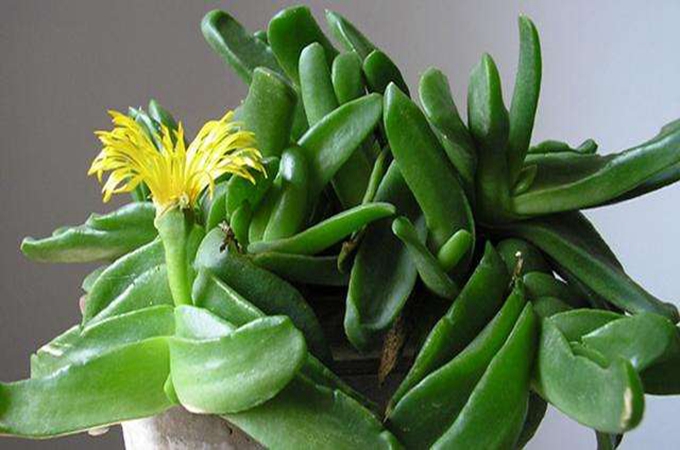 佛手掌保持常年鲜绿的方法有哪些?