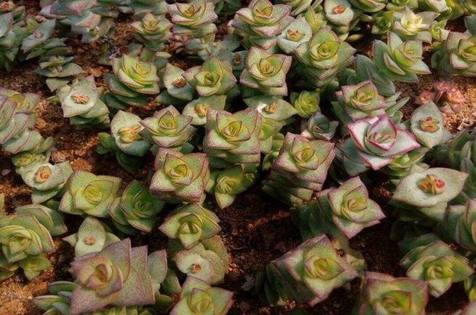 星王子有哪些修剪方法,养殖方法是什么?