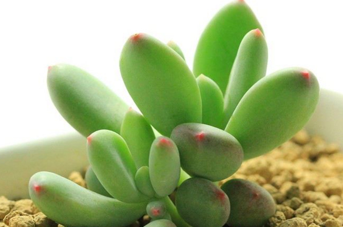 青星美人掉叶子的原因和解决方法有哪些?