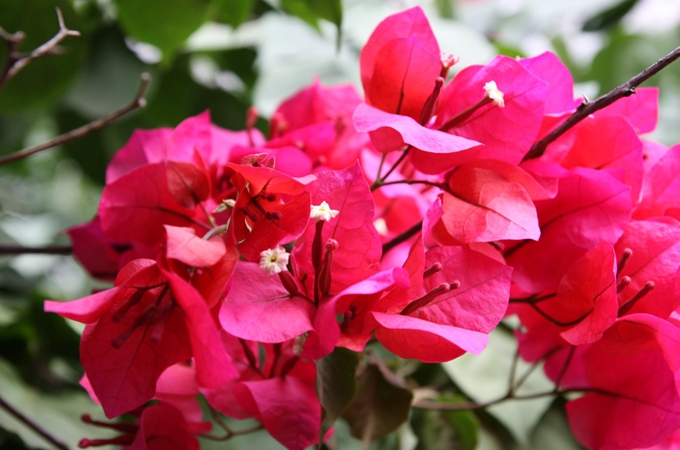 三角梅的栽培方法和剪裁方法有哪些?