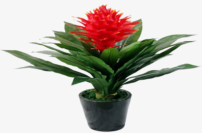 鸿运当头发新芽的移植方法有哪些,花谢了怎么办?