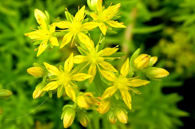 佛甲草的种植方法有哪些,功效与作用是什么