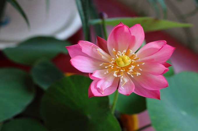 碗莲的分盆方法有哪些,养护方法是什么?