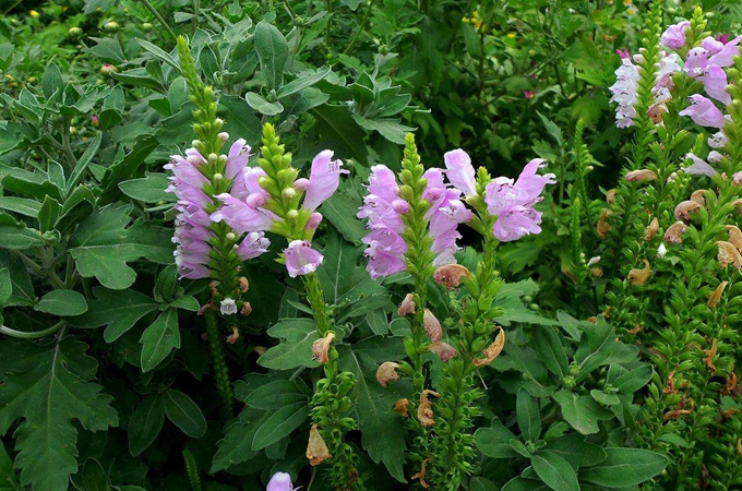 随意草的功效和作用有哪些,栽培技术是什么?