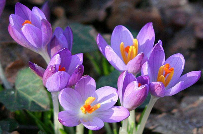 秋水仙的功效与作用有哪些,播种方法有哪些?