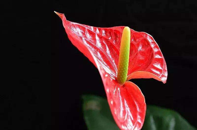 火鹤花的浇水方法是什么，有哪些施肥方法？