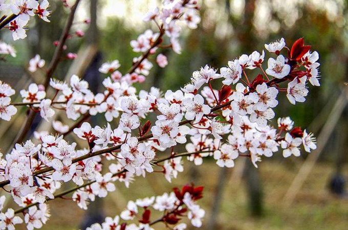 紫叶李的种植方法有哪些？养殖方法是什么？