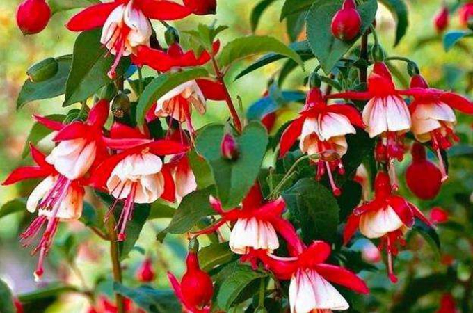 吊金钟叶子焉的原因有哪些?扦插方法是什么?