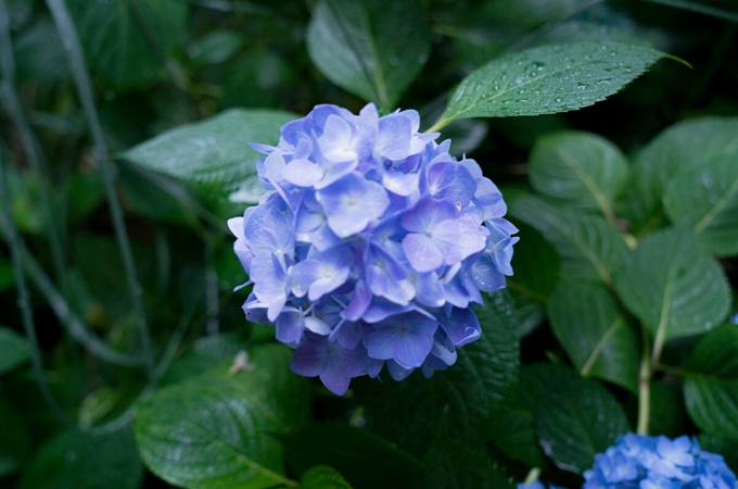 无尽夏的修剪方法有哪些?