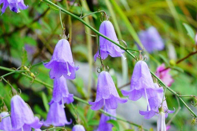 风铃花有哪些插杆方法,种植技巧是什么?
