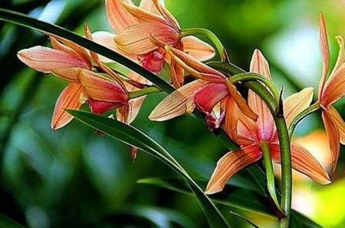 蕙兰有哪些浇水方法，养殖方法是什么？