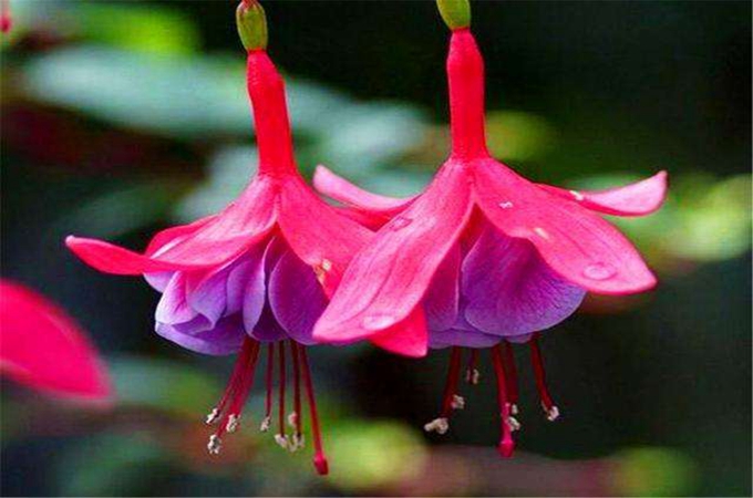 倒挂金钟的修剪方法有哪些？