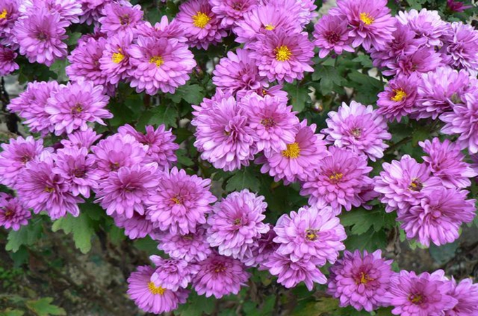 千头菊花期是什么?有哪些枯萎的原因?