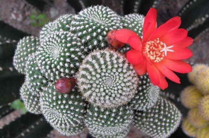 子孙球的催花方法是什么,有哪些主要价值?