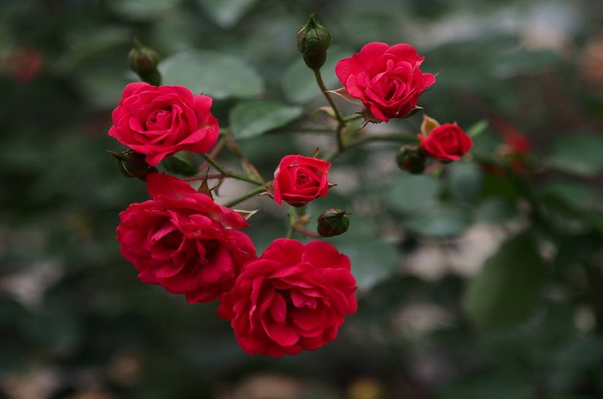 钻石玫瑰干枯了怎么办,有哪些养法?