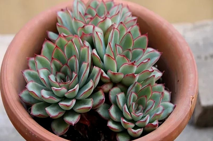 花月夜的繁殖方法是什么,有哪些养殖方法?