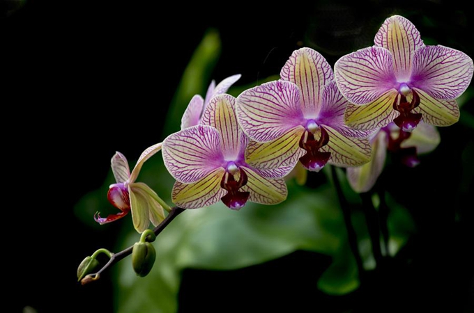 兰花花苞和新芽的区别是什么?