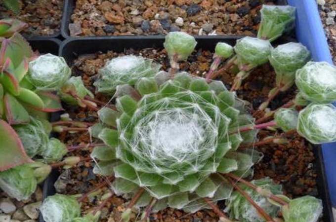 蛛丝卷绢水浇多了的解决办法有哪些?