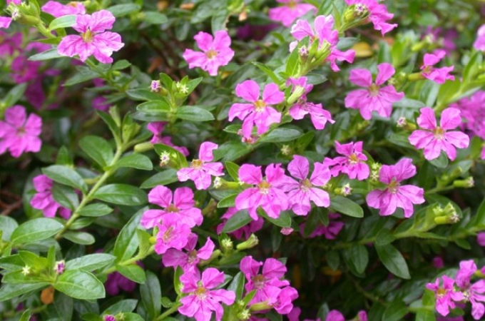 雪茄花的繁殖方式是什么，有哪些爆盆方法？