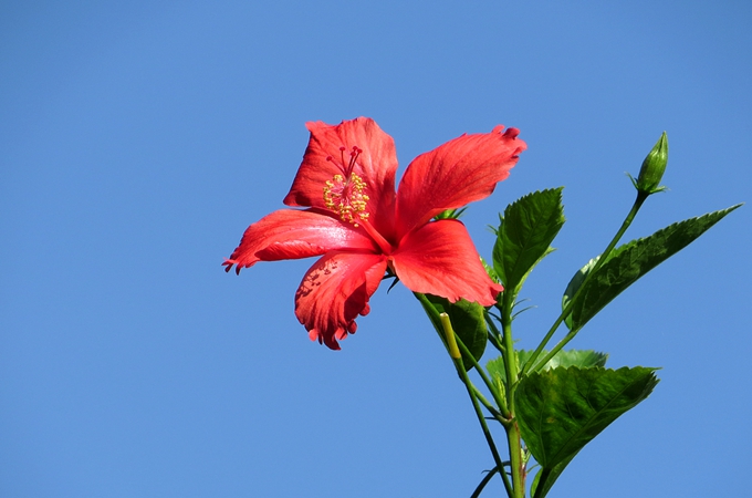 扶桑花与木槿花的区别是什么?有哪些寓意?