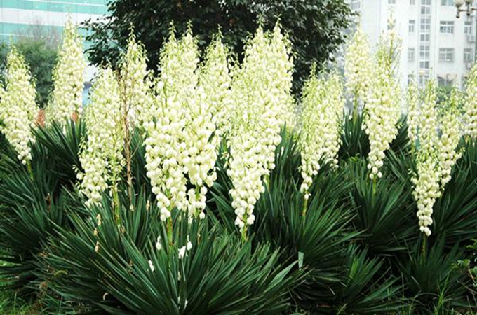 丝兰的养殖方法是什么?