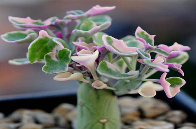 七宝树锦的养殖方法有哪些？