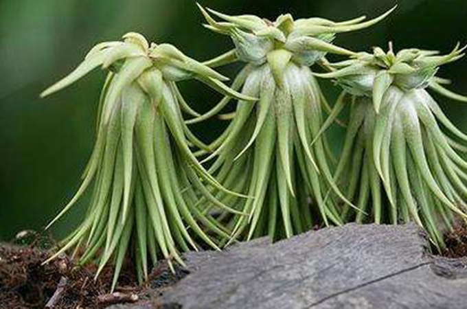 空气凤梨的播种方法有哪些?家中养空气凤梨的好处是什么?